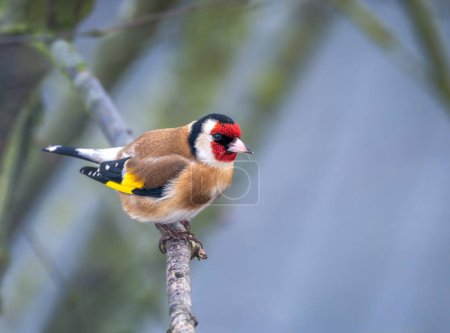 Closeup of a European goldfinch perching on the branch of a tree