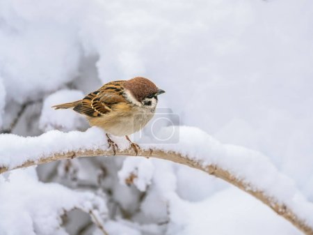Nahaufnahme eines Sperlings, der auf einem schneebedeckten Busch sitzt
