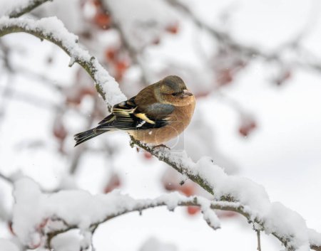 Großaufnahme eines Buchfinkenmännchens auf einem schneebedeckten Baum
