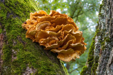 Closeup of a tree fungus on a huge oak tree