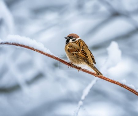 Closeup of a sparrow sitting on a snow covered bush