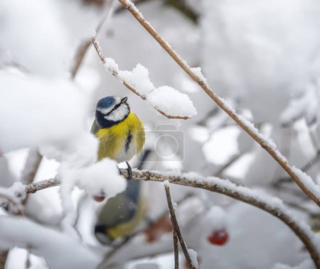 Closeup of a blue tit bird sitting on a snow covered apple tree