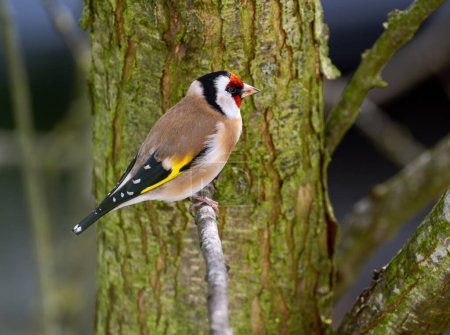 Closeup of an European goldfinch sitting on a branch