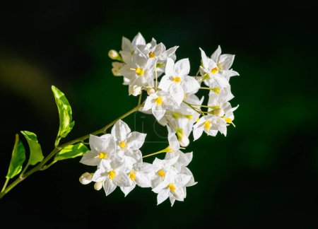 Macro of a white jasmine nightshade flower