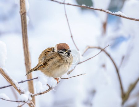Nahaufnahme eines Sperlings, der auf einem schneebedeckten Busch sitzt
