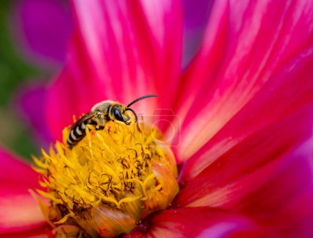 Makro einer großen gebänderten Furchenbiene auf einer Dahlienblüte