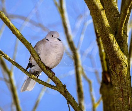 Primer plano de una paloma sentada en la rama de un árbol