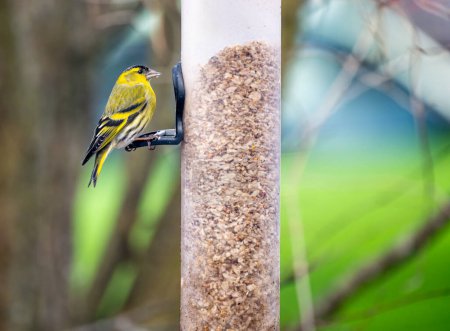 Closeup of a male siskin bird sitting on a bird feeder