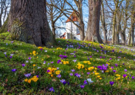Primavera escénica con flores de azafrán en un parque (Schrobenhausen, Alemania)
