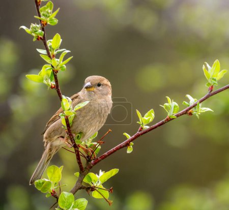 Closeup of a female house sparrow bird sitting on a tree