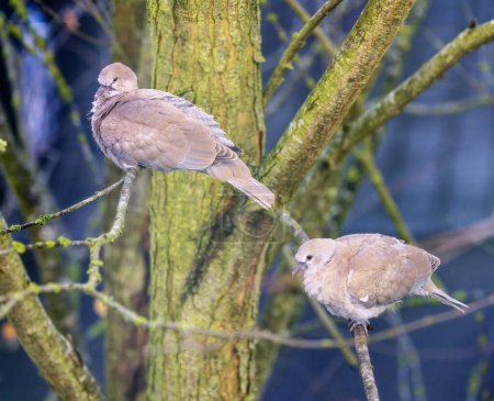 Closeup of a dove couple sitting on a tree