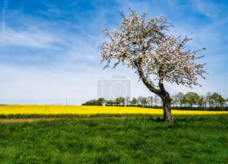 Frühlingsszenario mit blühendem Baum in Bayern