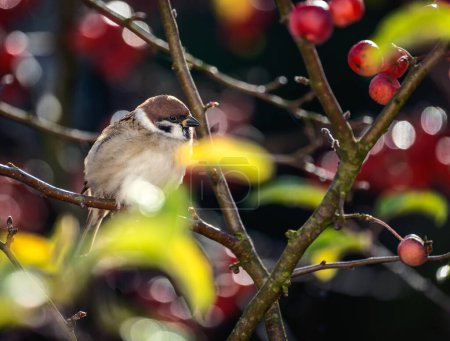 Closeup of a sparrow sitting on an apple tree