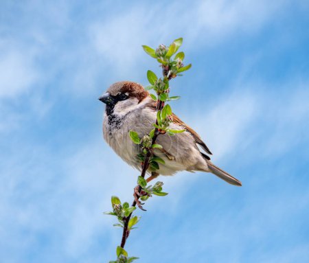 Closeup of a male house sparrow bird sitting on a tree