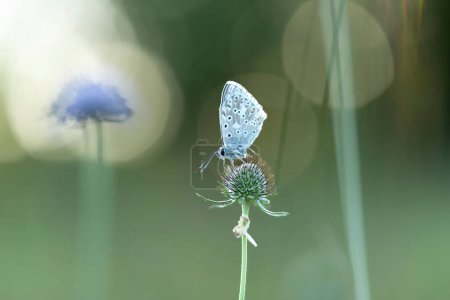 Foto de Aricia agestis es una mariposa de la familia Lycaenidae, que descansa sobre una flor a primera hora de la mañana. - Imagen libre de derechos
