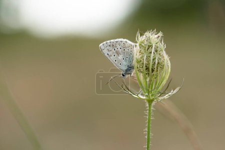 Foto de Aricia agestis es una mariposa de la familia Lycaenidae, que descansa sobre una flor a primera hora de la mañana. - Imagen libre de derechos