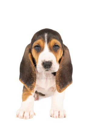 Photo for French basset artisien normand puppy sitting and seen from the front isolated on a white background - Royalty Free Image