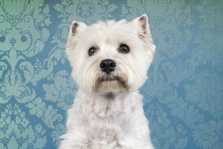 Photo for A Portrait of a White West Highland Terrier Westie sitting looking at camera isolated on a baby blue baroque wallpaper background - Royalty Free Image