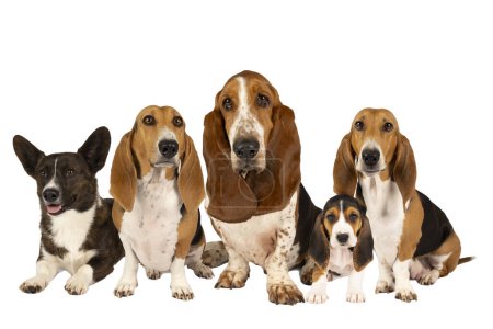 Foto de Una familia de perros o manada de un basset francés artesien normand y un cachorro un basset hound y un corgi galés de pie y visto desde el frente aislado sobre un fondo blanco - Imagen libre de derechos
