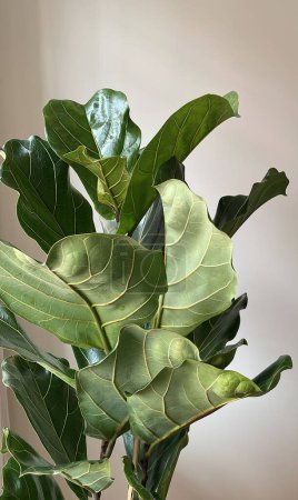 Ficus lyrata aus nächster Nähe. Fiddle Blatt Baumblätter auf weißem Hintergrund. Frische neue grüne Blätter wachsen vom Feigenbaum. Zimmerpflanze