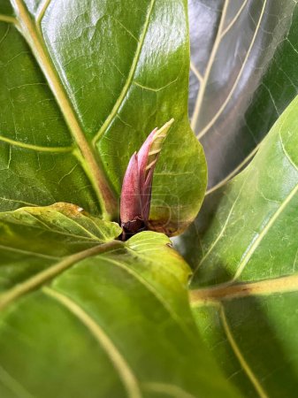 Téléchargez les photos : Ficus lyrata gros plan. Feuilles d'arbres à feuilles de violons. Nouvelle gemme verte fraîche provenant du figuier. Plantes d'intérieur - en image libre de droit