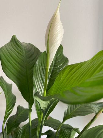 Spathiphyllum Pflanze mit weißer Blüte, Sweet Chico aus nächster Nähe. Zimmerpflanze, grüner Hintergrund, Biophilie-Konzept