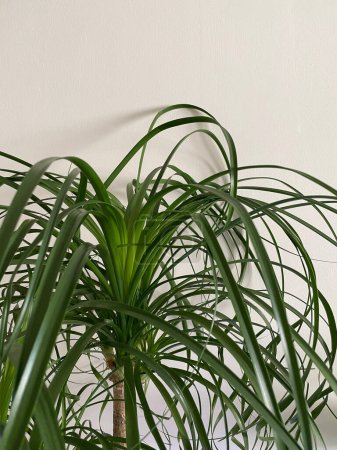Téléchargez les photos : Beaucarnea recurvata ou Nolina recurvata plante close up. Palmier à queue de cheval. Plante d'intérieur, fond vert, concept de biophilie - en image libre de droit