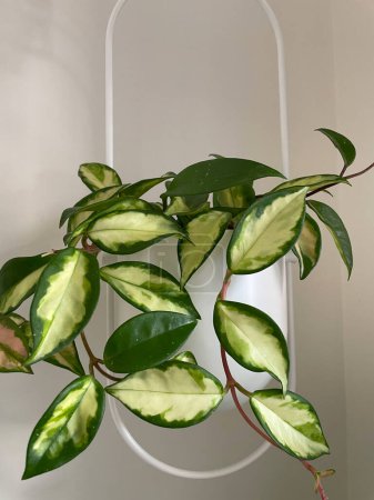 Téléchargez les photos : Hoya carnosa variegata, reine Krimson sur fond blanc rapproché. Plante d'intérieur, feuillage vert, concept de biophilie - en image libre de droit