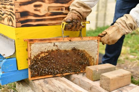 Foto de Una colmena con abejas. De cerca. - Imagen libre de derechos