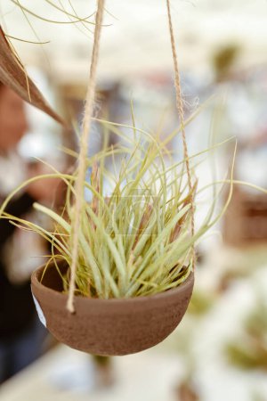 Photo for Green tillandsia air plants hanging in a pot - Royalty Free Image