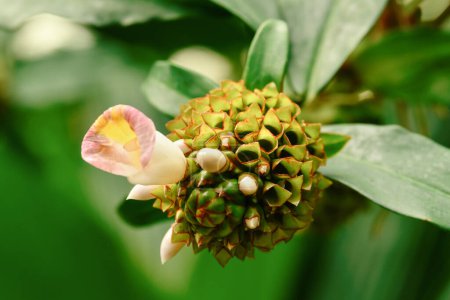 Téléchargez les photos : Spirale Gingembre Costus afer est une plante vivace et rhizomateuse - en image libre de droit