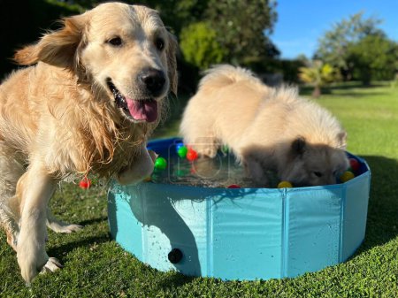 Der Labrador et eurasier spielt in einem Pool mit Bällen im Garten