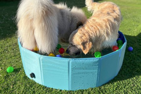 Photo for The labrador et eurasier playing in a pool with balls in a garden - Royalty Free Image