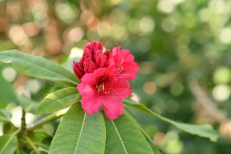 Photo for Rhododendron blooming flowers in the spring garden - Royalty Free Image