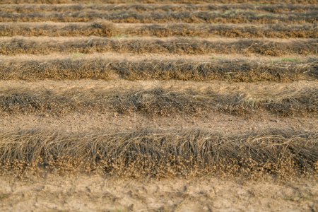 Líneas en el suelo de lino seco para la cosecha en Normandía Francia