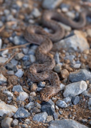 Foto de Serpiente lagarto Malpolon monspessulanus imita sobre rocas en Grecia - Imagen libre de derechos