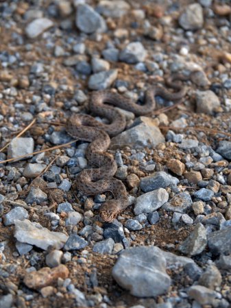 Serpiente lagarto Malpolon monspessulanus imita sobre rocas en Grecia
