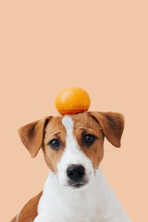 Lindo perro jack russell terrier sostiene una mandarina en su cabeza y mira a la cámara sobre un fondo naranja 