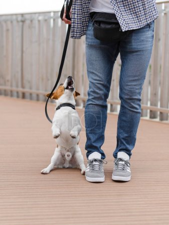 Téléchargez les photos : Homme joue avec mignon Jack Russell terrier chien, l'entraînement, l'enseignement des astuces et des commandes - en image libre de droit