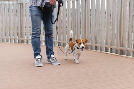 Foto de Hombre caminando gato Russell terrier perro. Hombre con ropa casual paseando por la calle con adorable jack russell terrier dog mientras disfrutan del tiempo juntos - Imagen libre de derechos