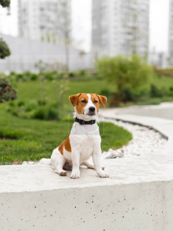 Téléchargez les photos : Mignon Jack Russell Terrier chien à l'extérieur dans la nature un jour d'été. Adorable chiot Jack Russell Terrier regardant la caméra - en image libre de droit