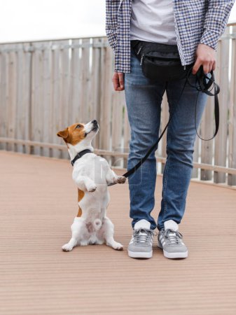 Foto de Hombre juega con lindo gato russell terrier perro, entrenamiento, trucos de enseñanza y comandos - Imagen libre de derechos