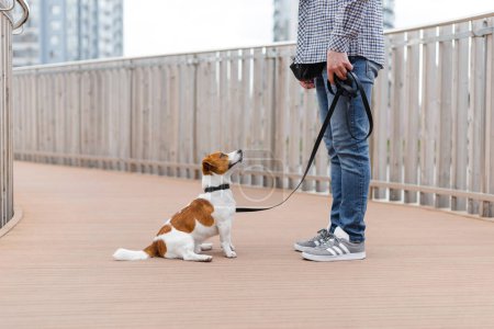 Téléchargez les photos : Homme joue avec mignon Jack Russell terrier chien, l'entraînement, l'enseignement des astuces et des commandes - en image libre de droit
