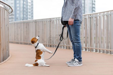 Mann spielt mit süßem Jack Russell Terrier Hund, trainiert, lehrt Tricks und Kommandos