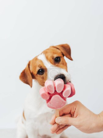 Photo for The Jack Russell Terrier eats ice cream on a white background. A male hand holds an ice cream for a cute dog - Royalty Free Image