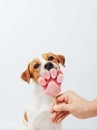 Téléchargez les photos : Le Jack Russell Terrier mange de la crème glacée sur fond blanc. Une main masculine tient une crème glacée pour un chien mignon - en image libre de droit