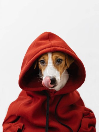 Foto de Lindo perro Jack Russell Terrier en una sudadera roja con una capucha mirando a la cámara - Imagen libre de derechos