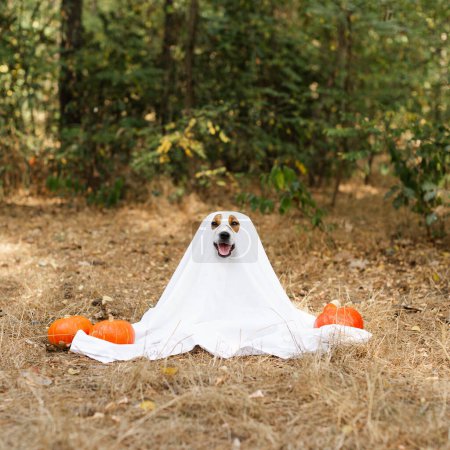 Téléchargez les photos : Jack Russell Terrier chien portant un costume fantôme assis entre citrouilles orange dans un parc pour Halloween. Jour de Thanksgiving, vacances d'Halloween, saison d'automne - en image libre de droit