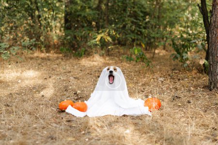 Photo for Jack Russell Terrier dog wearing a ghost costume sitting  between orange pumpkins in a park for Halloween. Thanksgiving day, Halloween holidays, fall season - Royalty Free Image