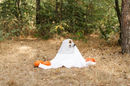 Téléchargez les photos : Jack Russell Terrier chien portant un costume fantôme assis entre citrouilles orange dans un parc pour Halloween. Jour de Thanksgiving, vacances d'Halloween, saison d'automne - en image libre de droit